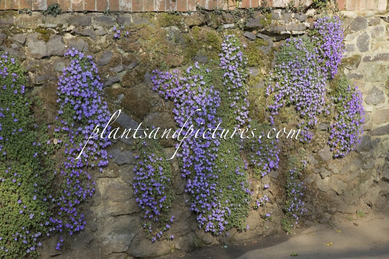 Aubrieta