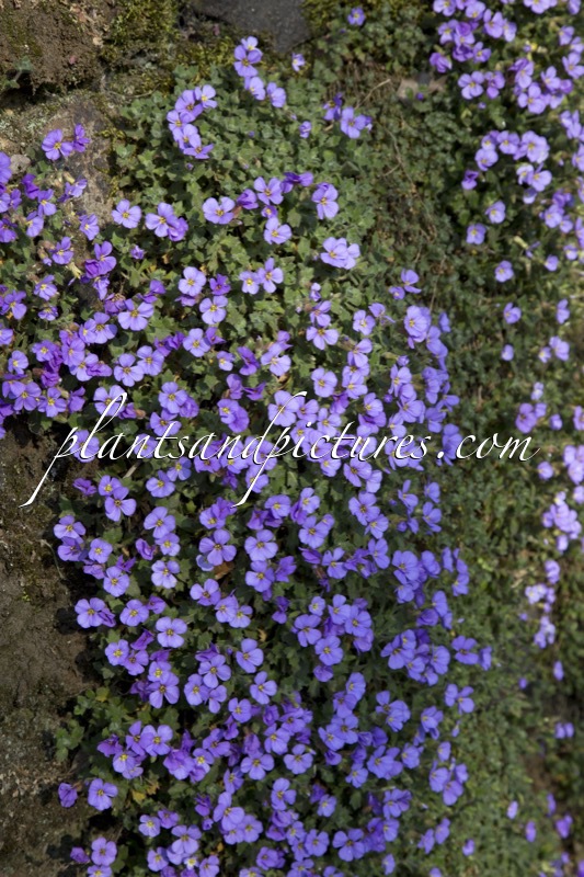 Aubrieta
