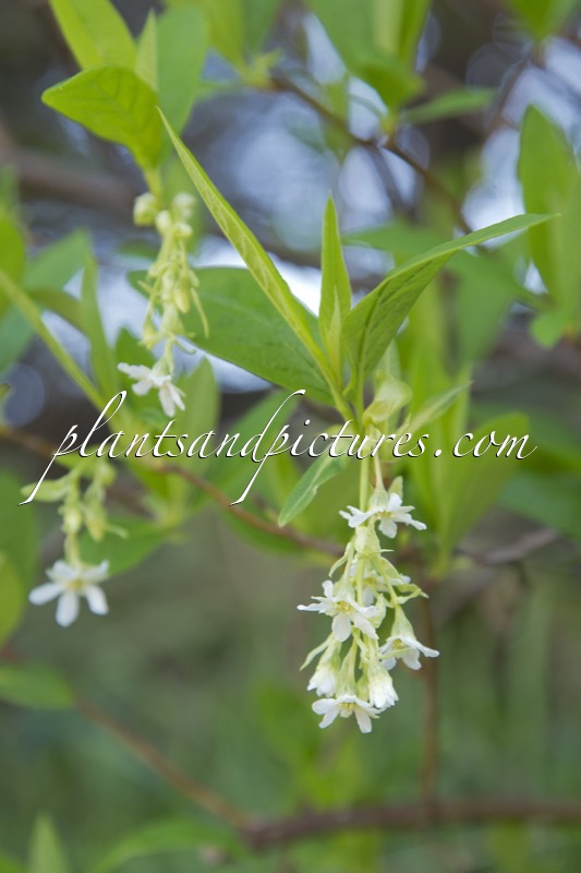 Oemleria cerasiformis