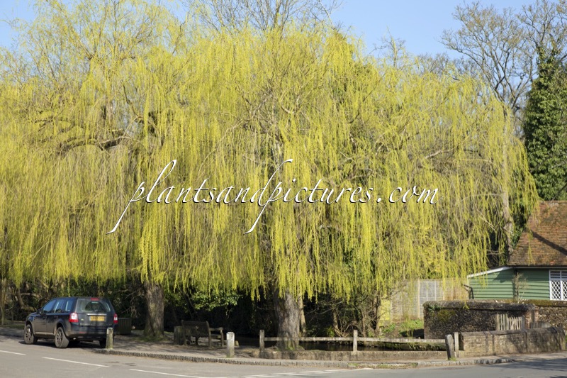 Salix sepulcralis ‘Chrysocoma’