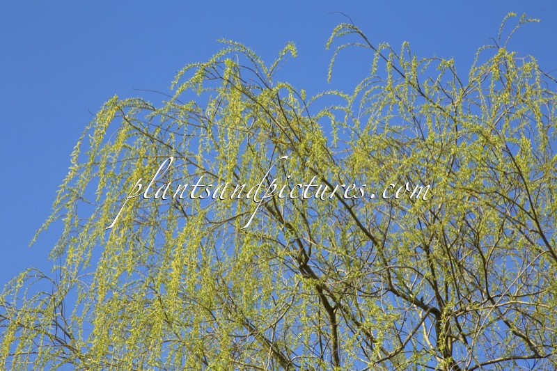 Salix sepulcralis ‘Chrysocoma’