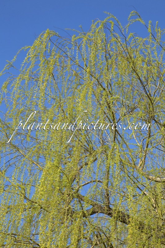 Salix sepulcralis ‘Chrysocoma’