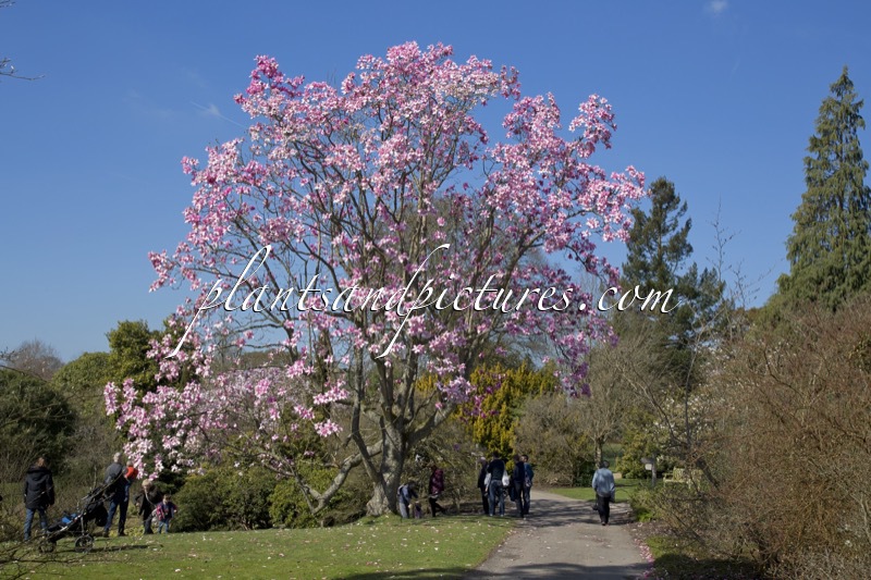 Magnolia campbellii subsp. mollicomata
