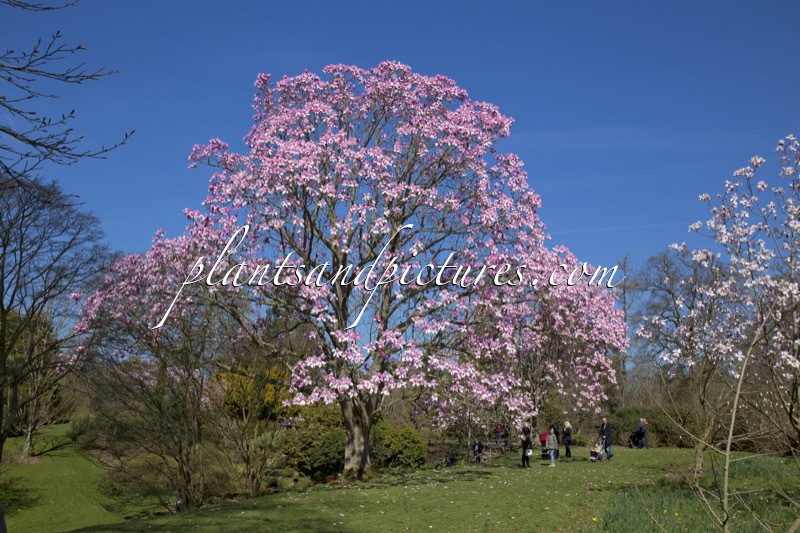Magnolia campbellii subsp. mollicomata
