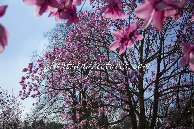 Magnolia campbellii subsp. mollicomata