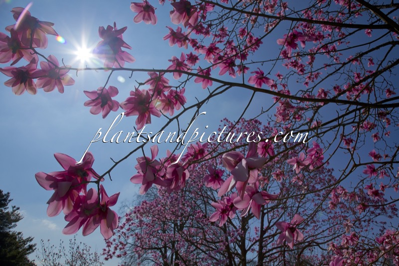 Magnolia campbellii subsp. mollicomata