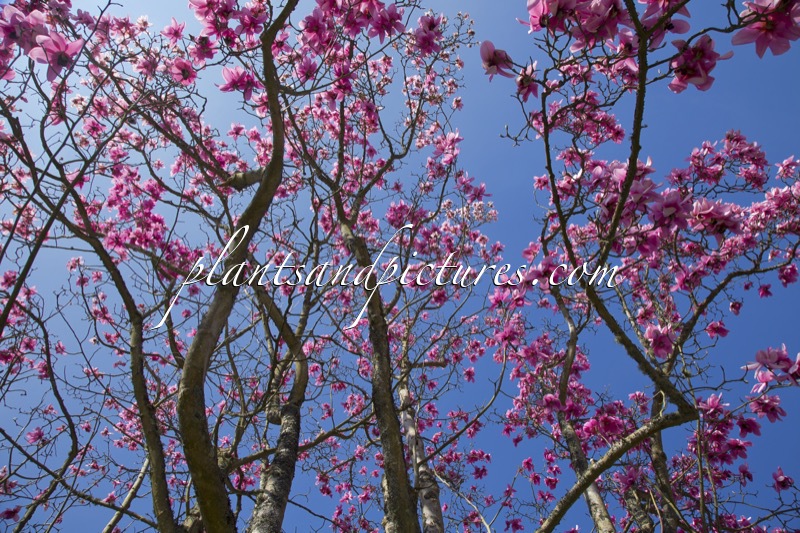 Magnolia campbellii subsp. mollicomata