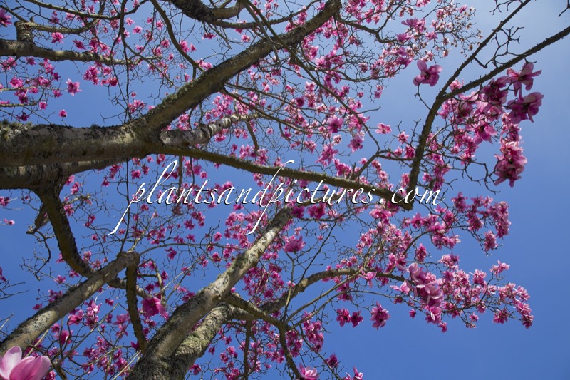 Magnolia campbellii subsp. mollicomata