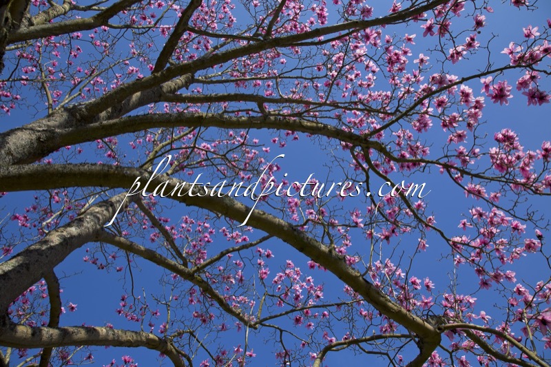 Magnolia campbellii subsp. mollicomata