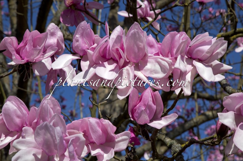 Magnolia campbellii subsp. mollicomata