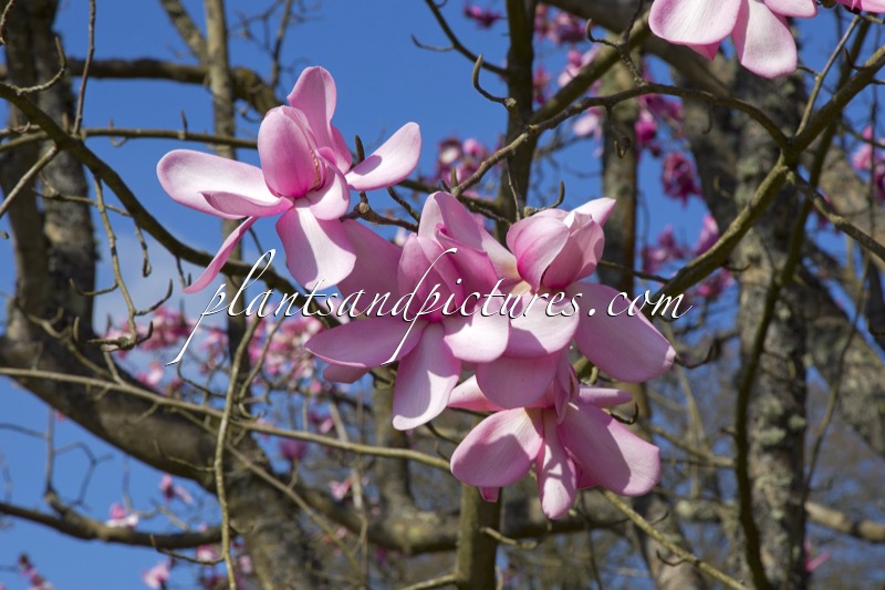 Magnolia campbellii subsp. mollicomata