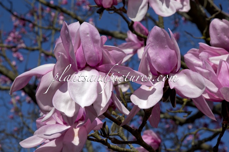 Magnolia campbellii subsp. mollicomata