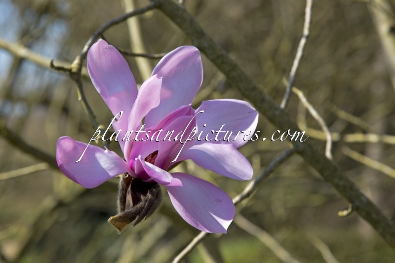 Magnolia sprengeri