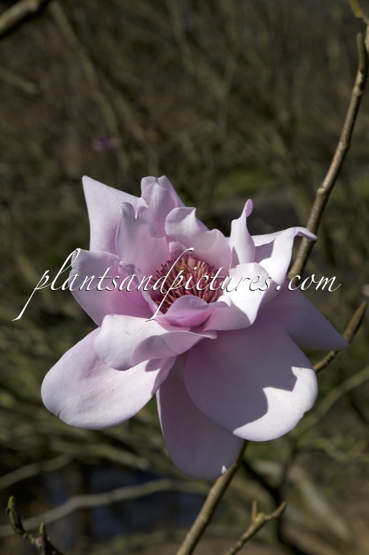 Magnolia sprengeri