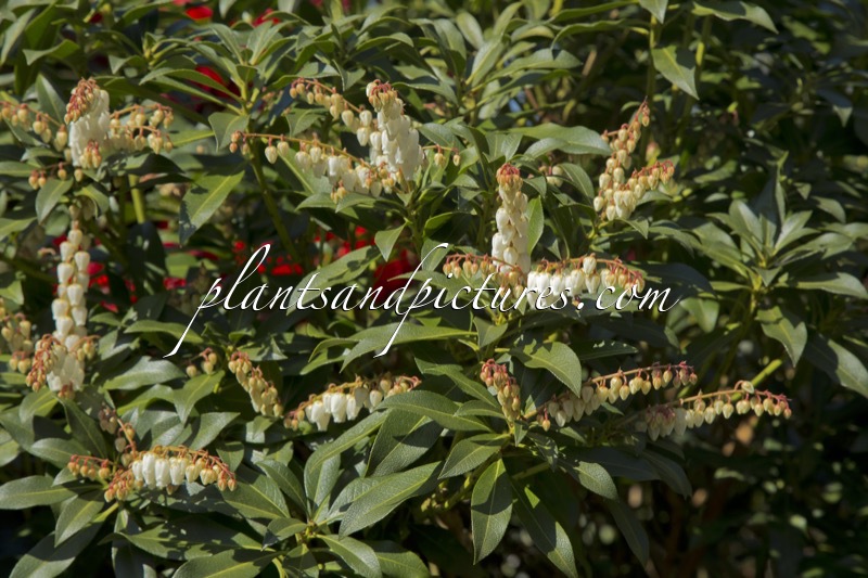 Pieris ‘Tilford’