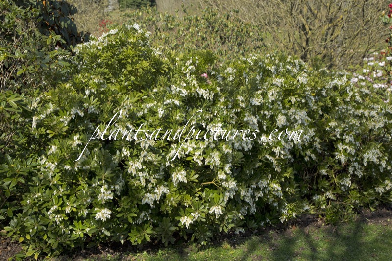 Pieris japonica ‘Temple Bells’