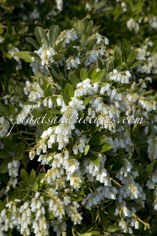 Pieris japonica ‘Temple Bells’