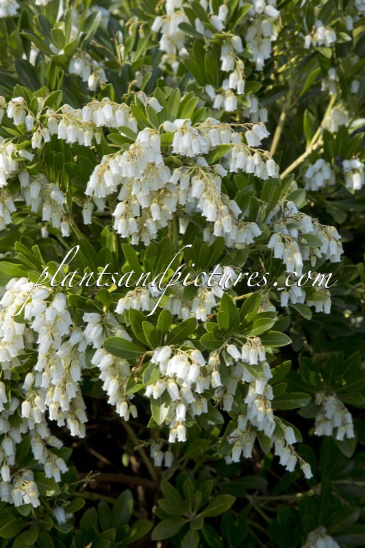 Pieris japonica ‘Temple Bells’