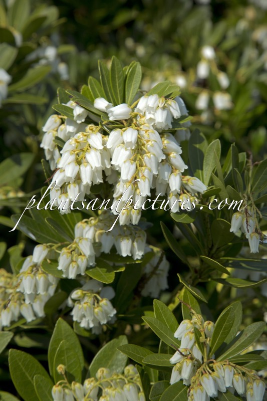 Pieris japonica ‘Temple Bells’