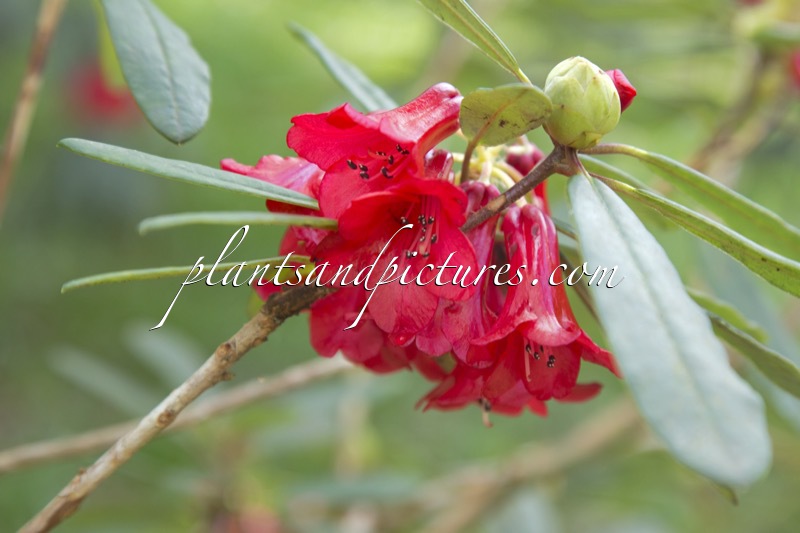 Rhododendron neriiflorum