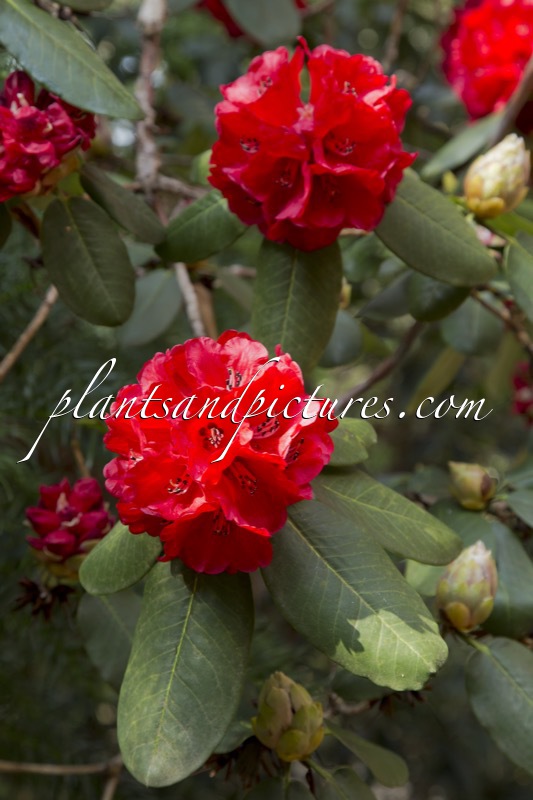 Rhododendron thomsonii