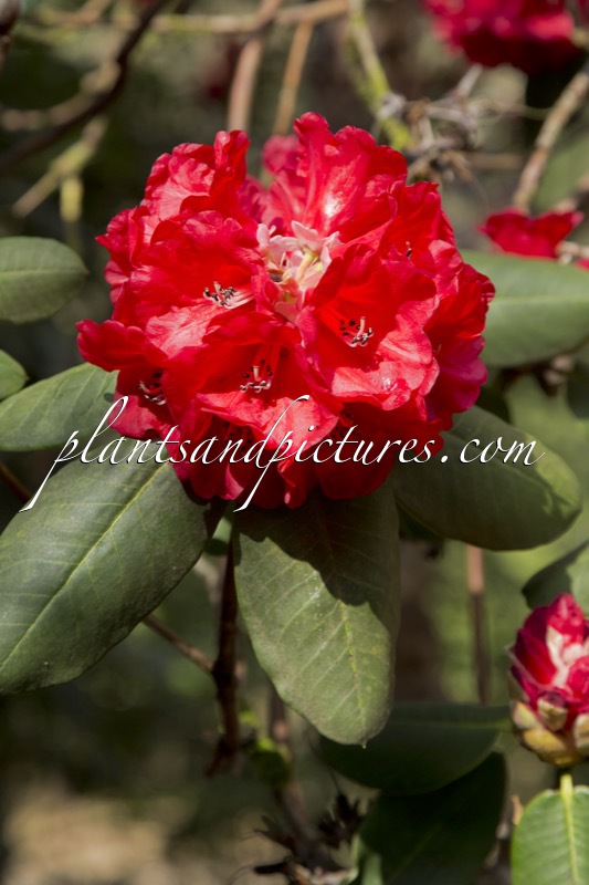 Rhododendron thomsonii