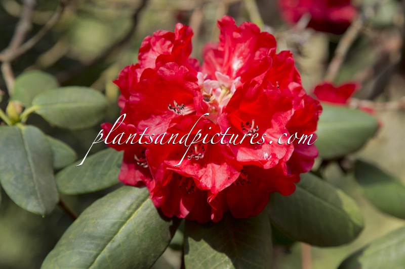 Rhododendron thomsonii