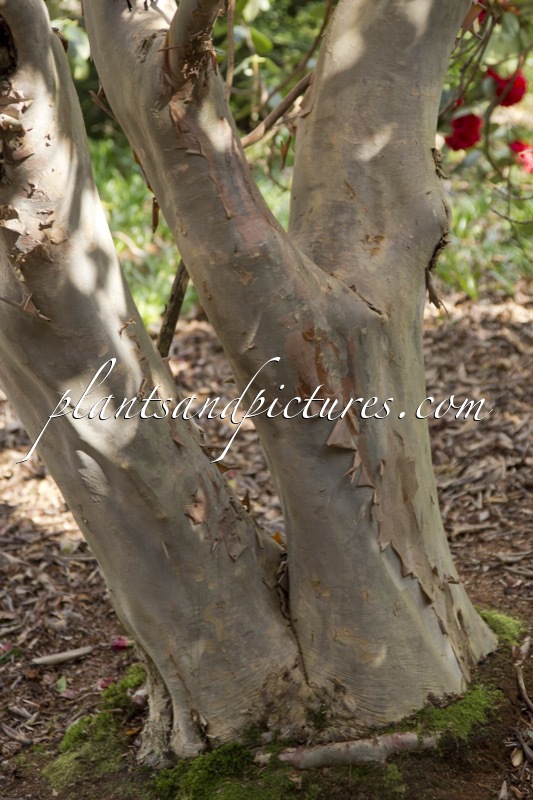 Rhododendron thomsonii