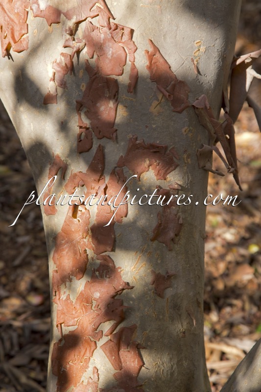 Rhododendron thomsonii