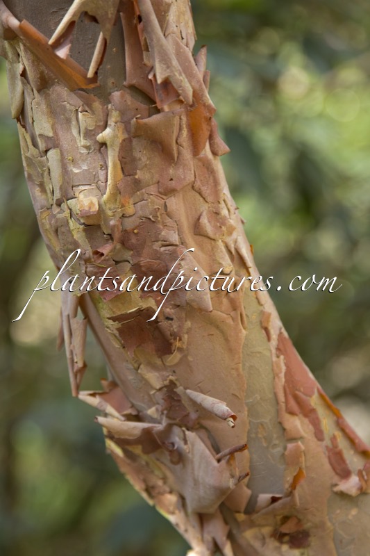 Rhododendron thomsonii