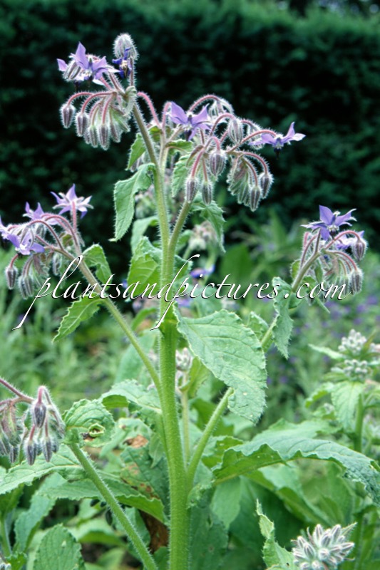 Borago officinalis