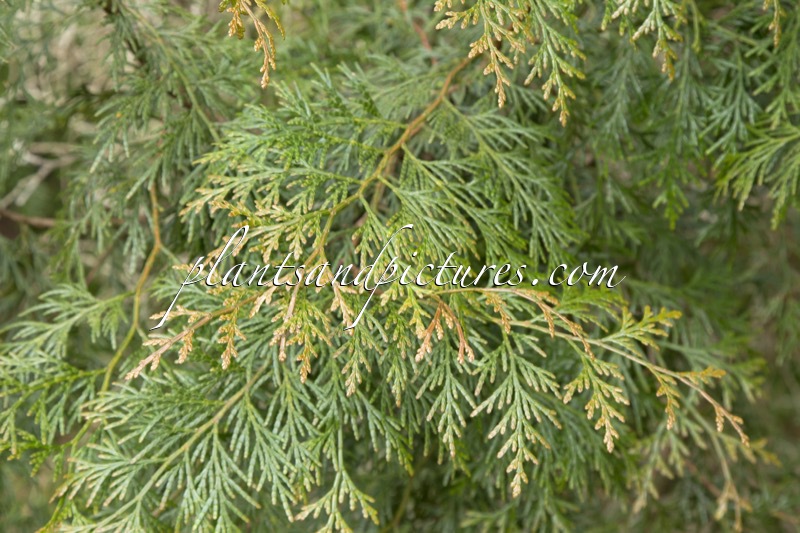 Calocedrus formosana