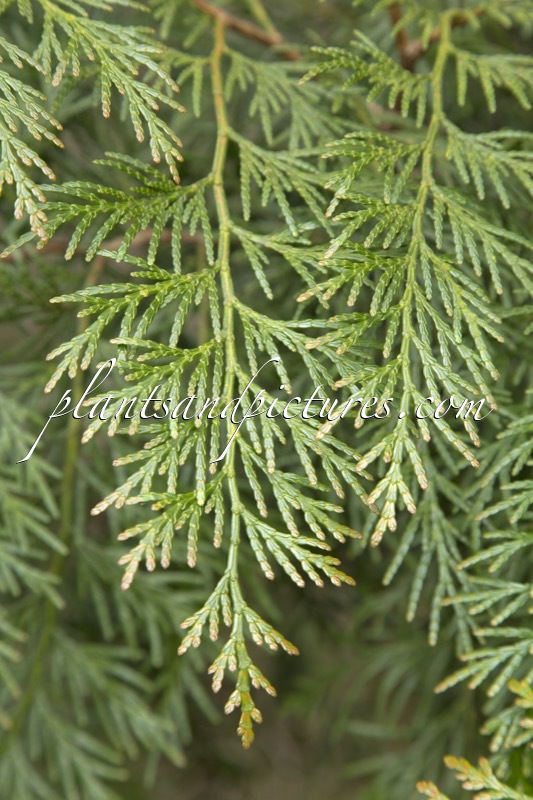 Calocedrus formosana