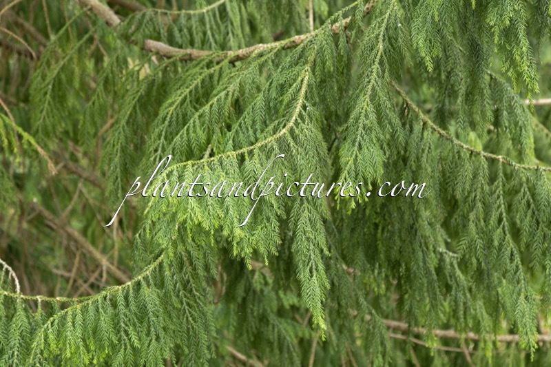 Taiwania cryptomerioides