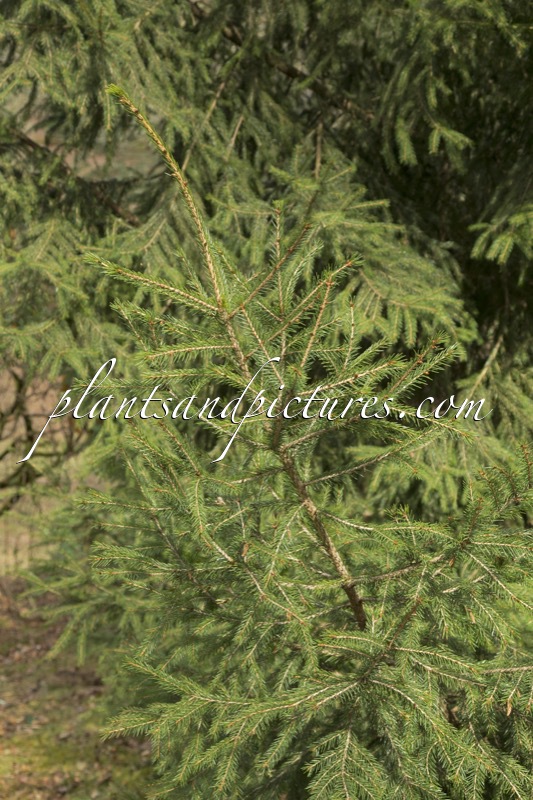 Picea morrisonicola