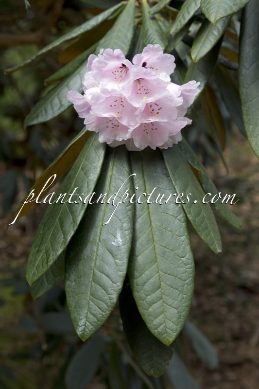 Rhododendron fulvum