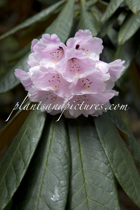Rhododendron fulvum