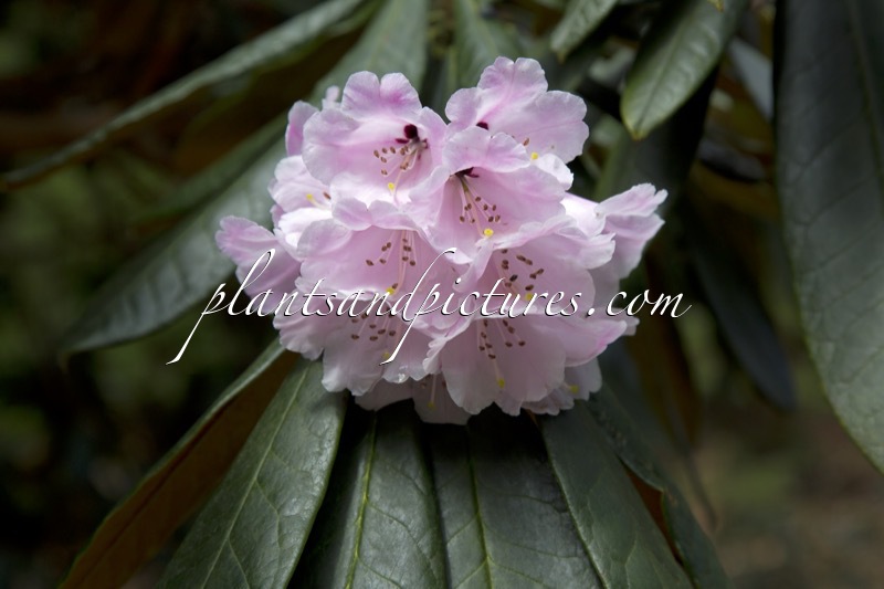Rhododendron fulvum