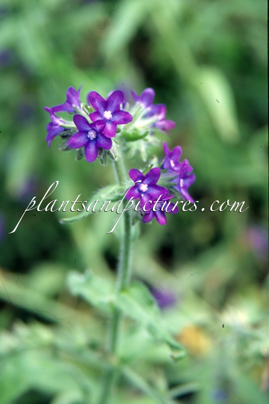 Anchusa officinalis