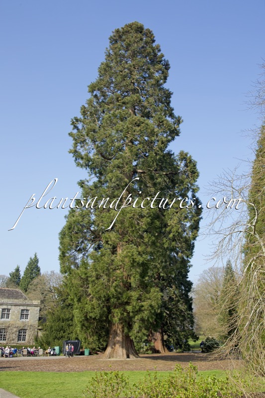 Sequoiadendron giganteum