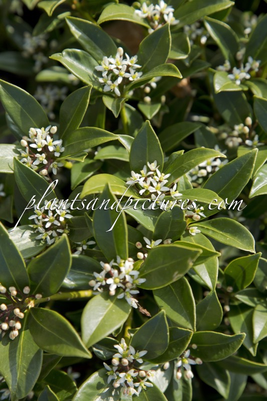 Skimmia japonica ‘Thelma King’