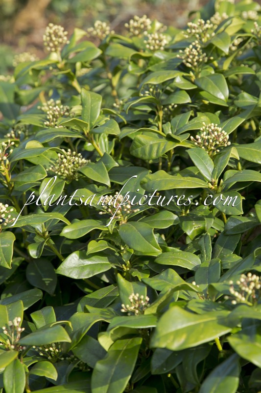 Skimmia japonica ‘Tommy Thistlewaite’