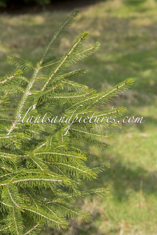 Picea wilsonii