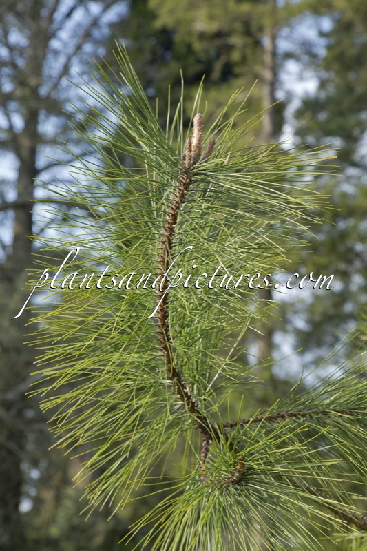 Pinus densata
