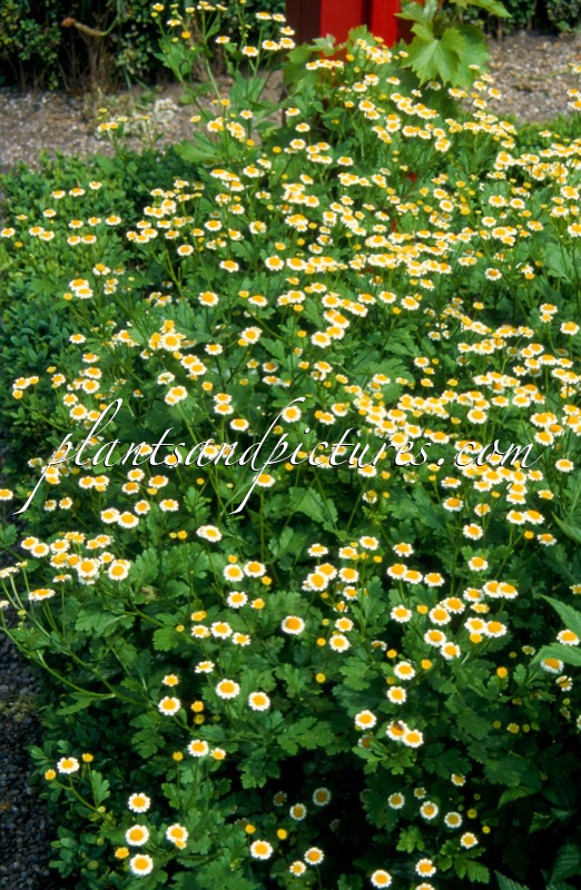 Tanacetum parthenium