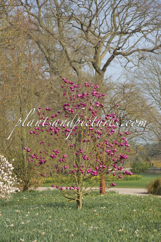 Magnolia ‘Jurmag1’ (BLACK TULIP)