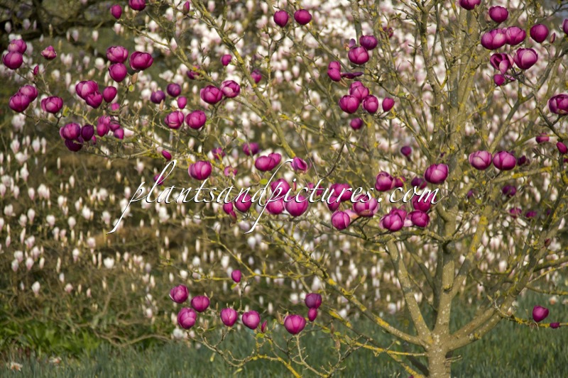 Magnolia ‘Jurmag1’ (BLACK TULIP)