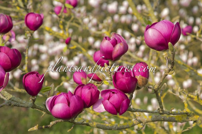 Magnolia ‘Jurmag1’ (BLACK TULIP)
