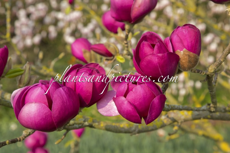 Magnolia ‘Jurmag1’ (BLACK TULIP)