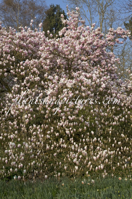 Magnolia soulangeana